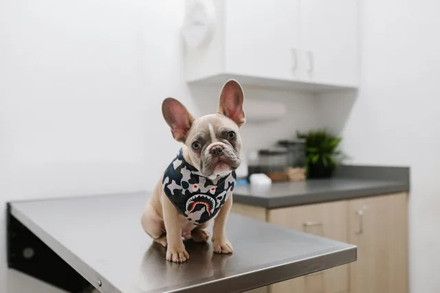 A French bulldog on an exam table in a veterinary clinic